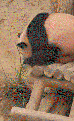LrxqXR.gif