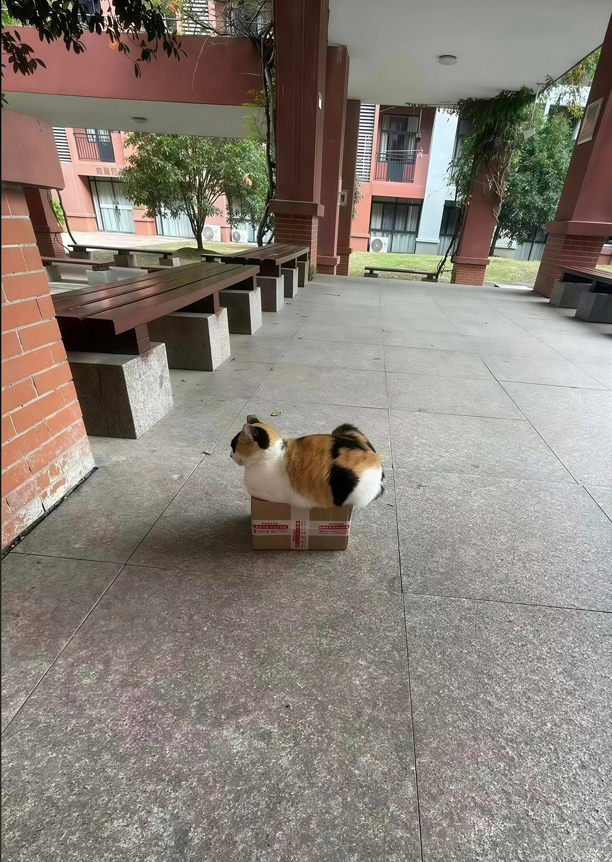 LtDDBU