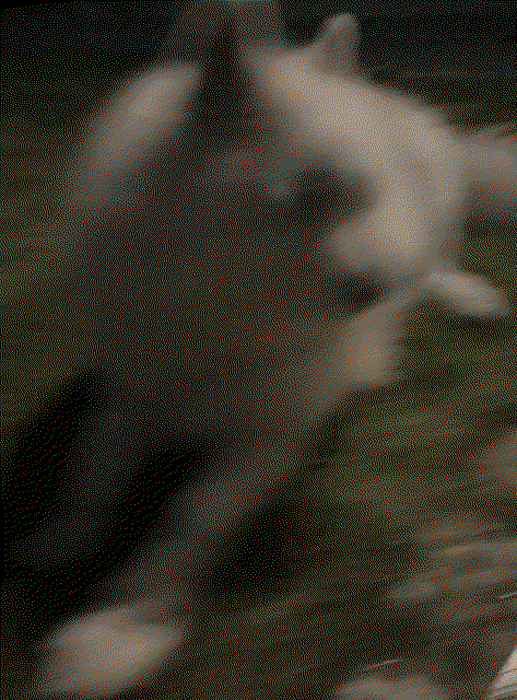 Ltblov.gif