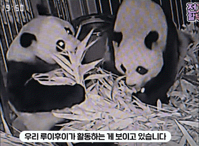 LtfXjo.gif