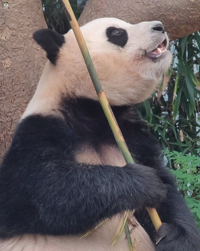 Luwfjq