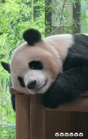 Lvpcok.gif