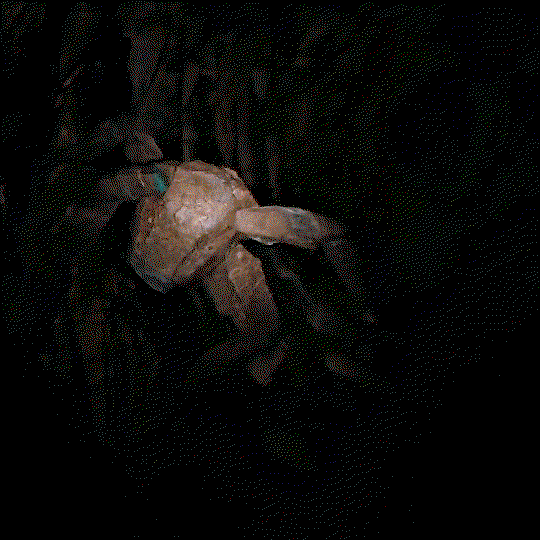 MEMZtv.gif