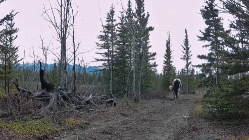 MIfhCI.gif