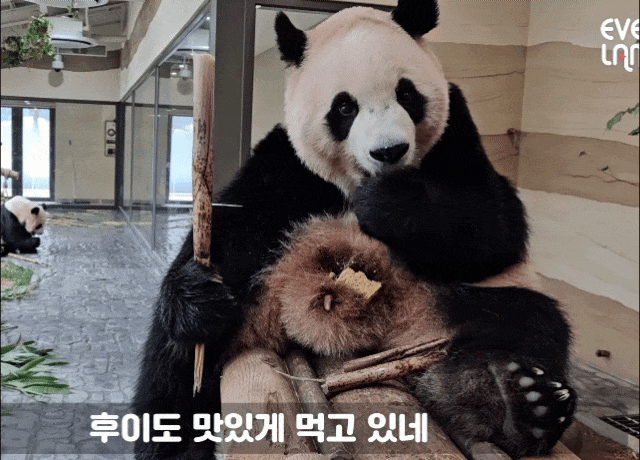 MJAdmk.gif