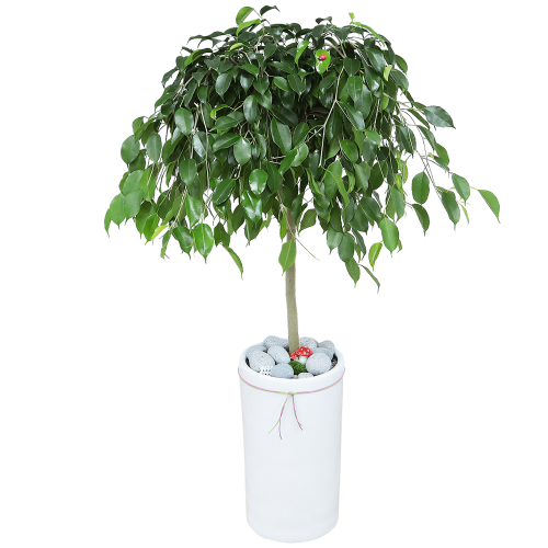 MUArjR.png