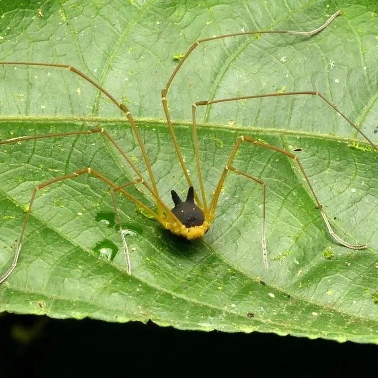 MYKuus