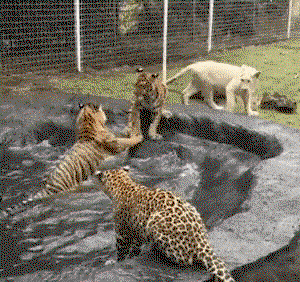 MmMNiZ.gif