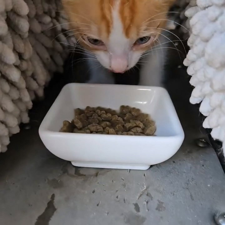 MmnaLF