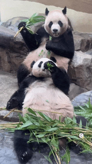 MpAJBR.gif