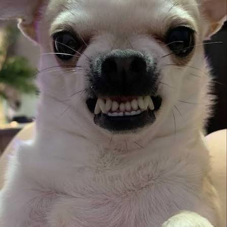 MssMJv