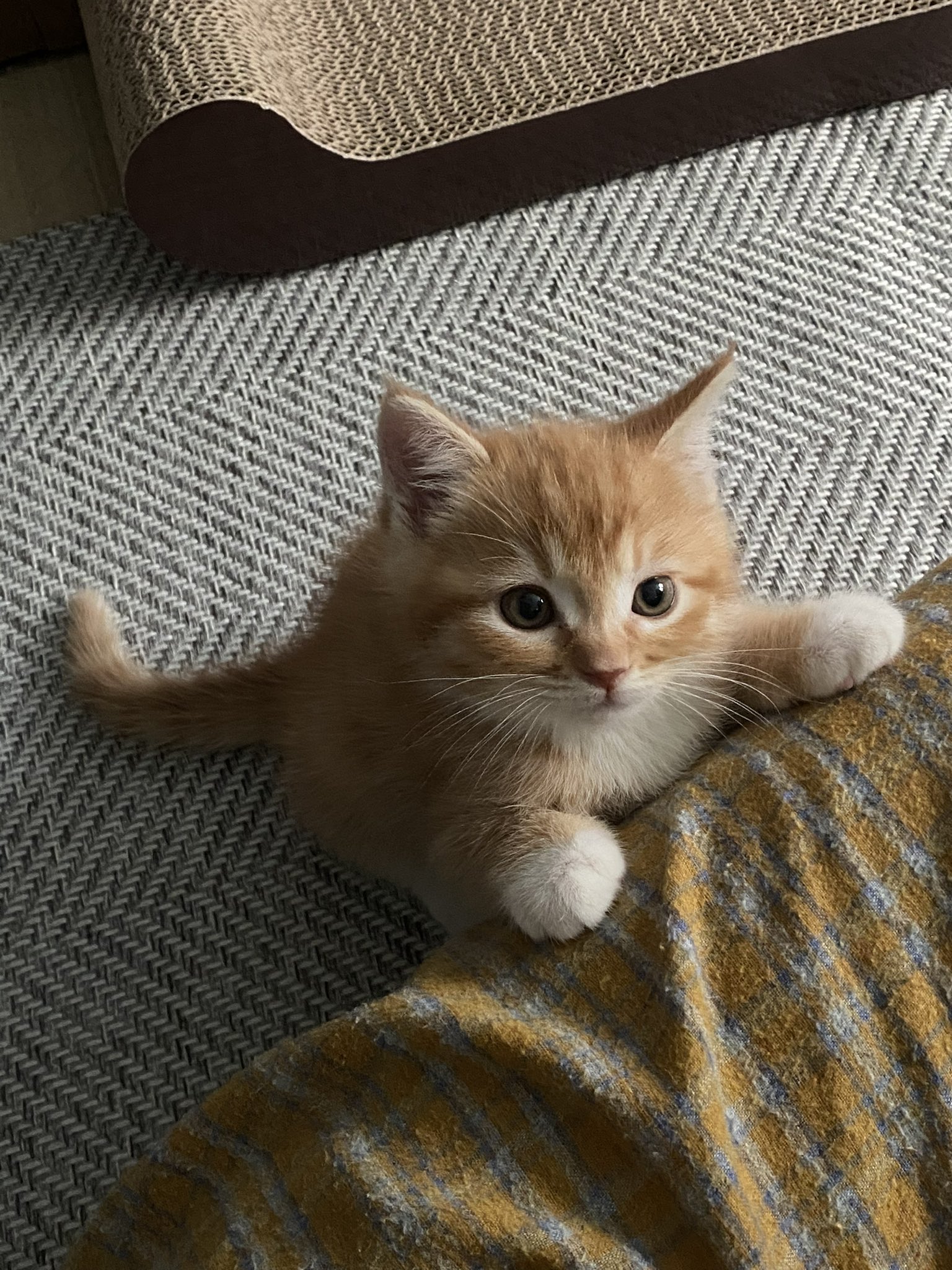 더쿠 - 고양이 중에 동글이? 애 너무 귀엽다 ㅋㅋㅋㅋ