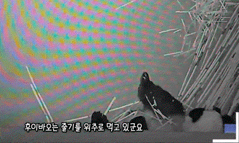 NGoiaJ.gif