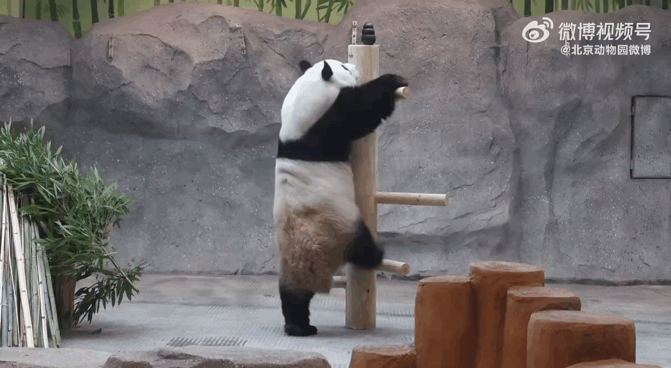 NHadXd.gif