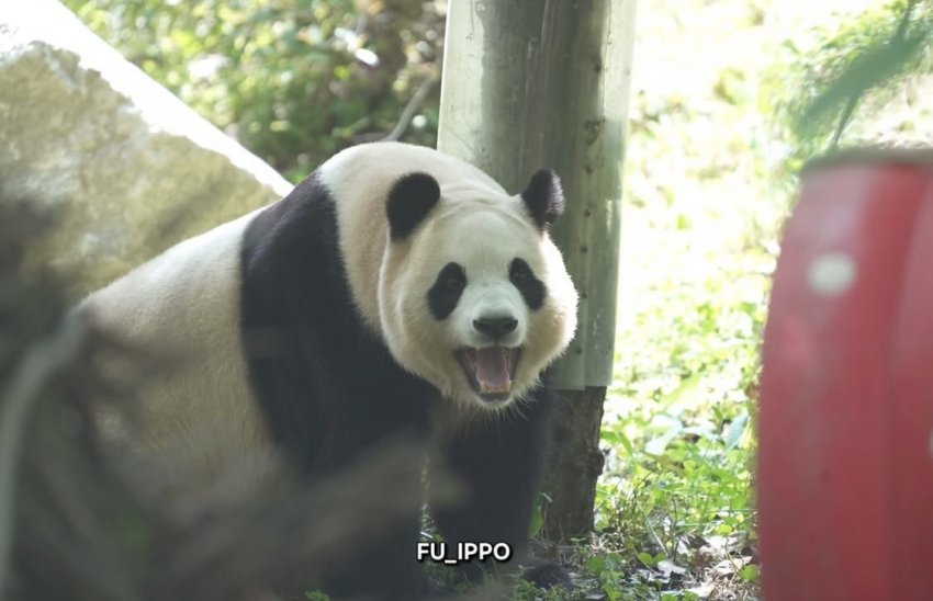 NHkdut