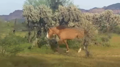 NVWxIw.gif
