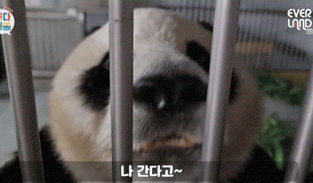 NceZtA.gif