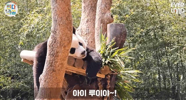 NdJMVo.gif