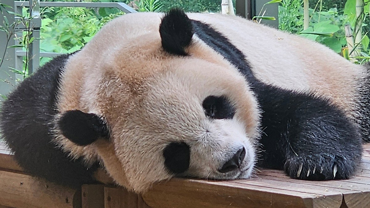 NeDPnJ