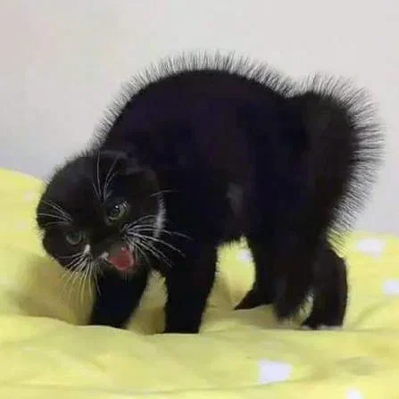 NegLOZ