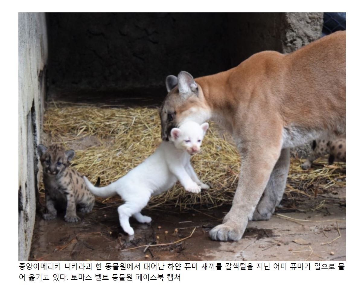 더쿠 - 니카라과 동물원에서 태어난 하얀 퓨마.JPG