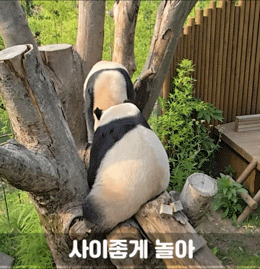 NkWdNY.gif
