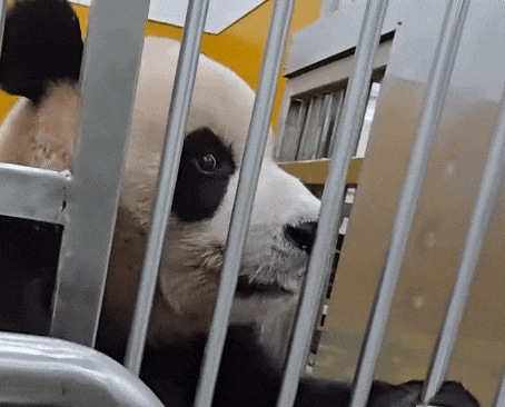 NsCksf.gif
