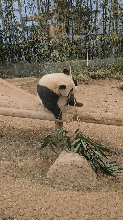 NwiXKT.gif