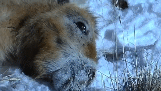 OCDUTI.gif