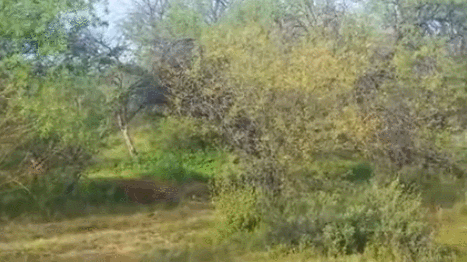 OEdkTD.gif