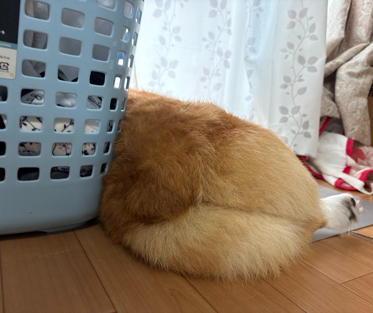 OFdhRd