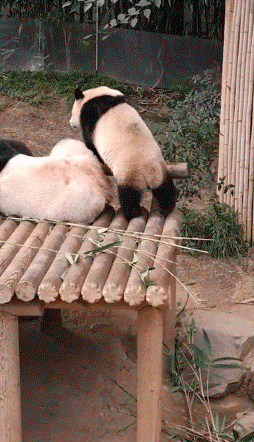 OFwXPU.gif