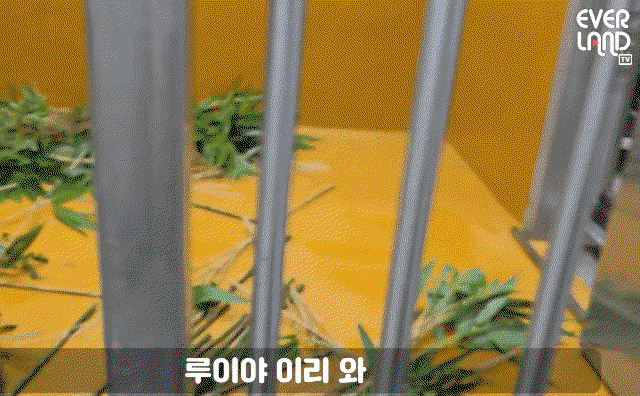 OHYoYp.gif
