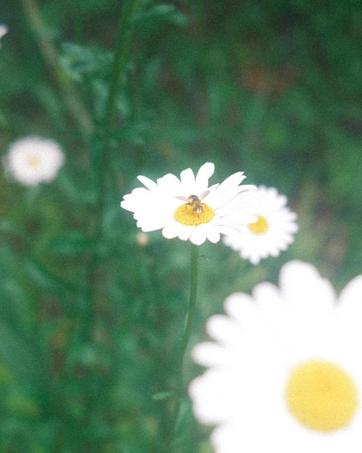OINceE