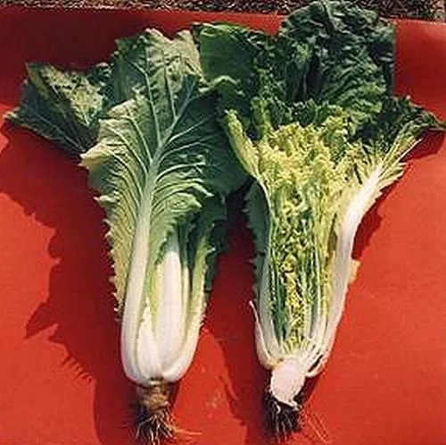 ORunOT