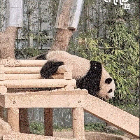 OUICAQ.gif