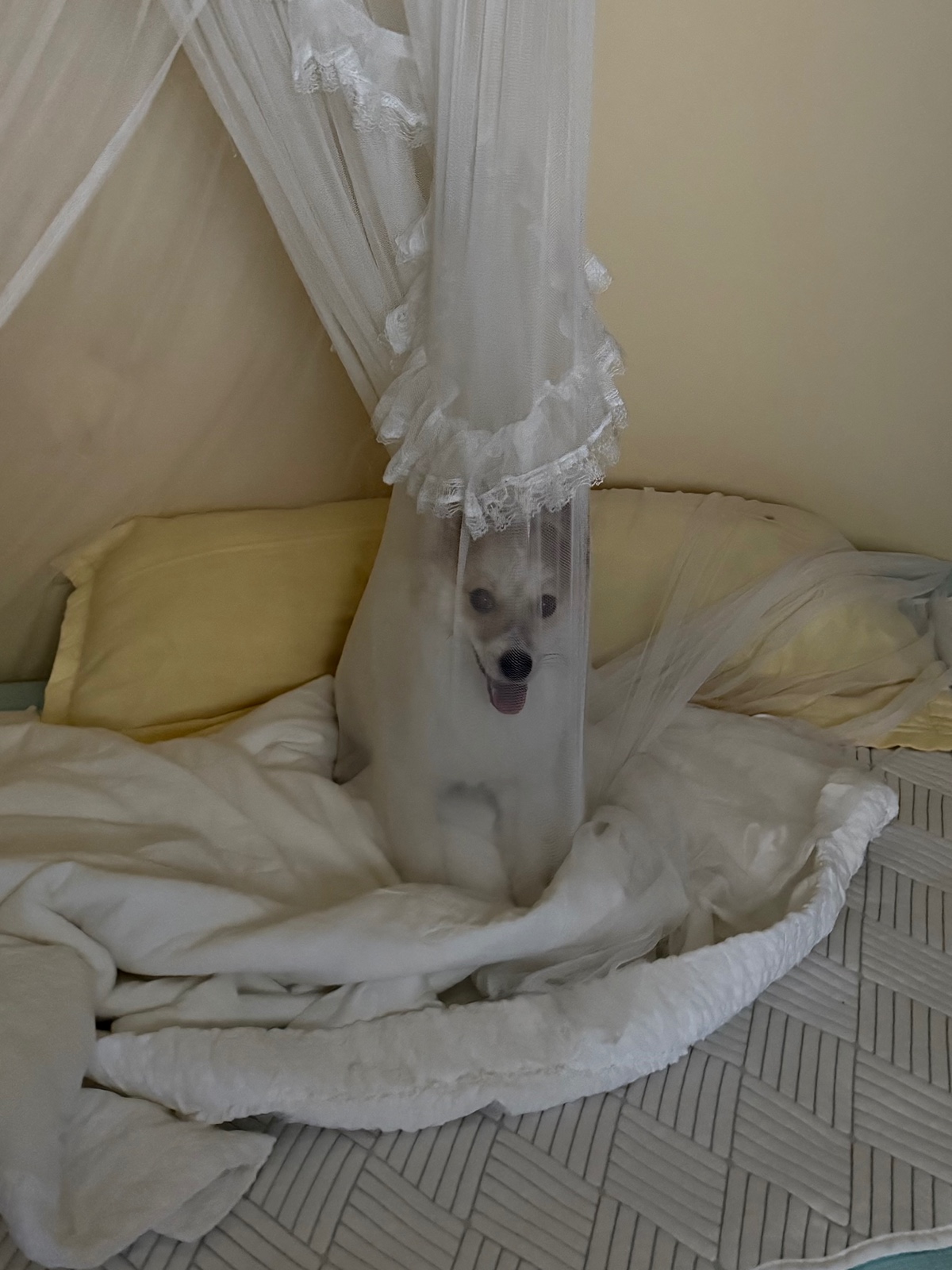 ObIplp