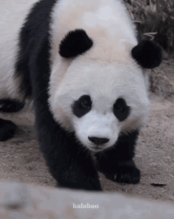 OwyIWs.gif
