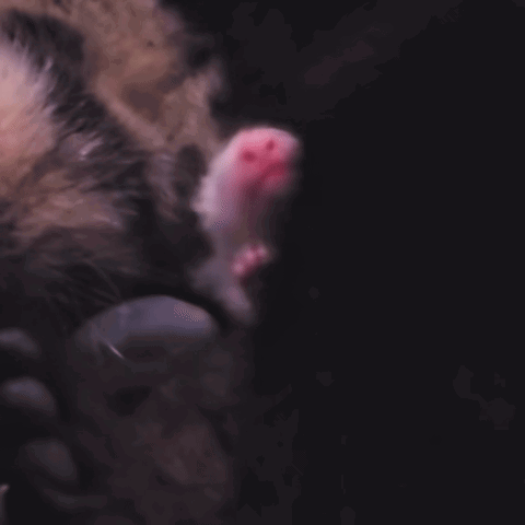 PCXopD.gif