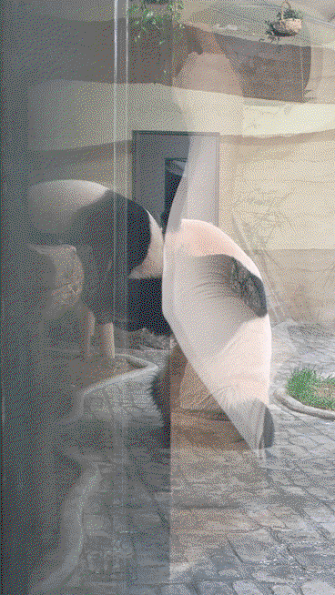 PEKOQE.gif