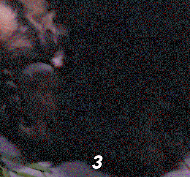 PEMQae.gif