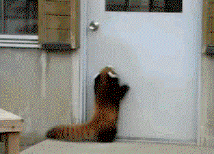 PHKFeP.gif