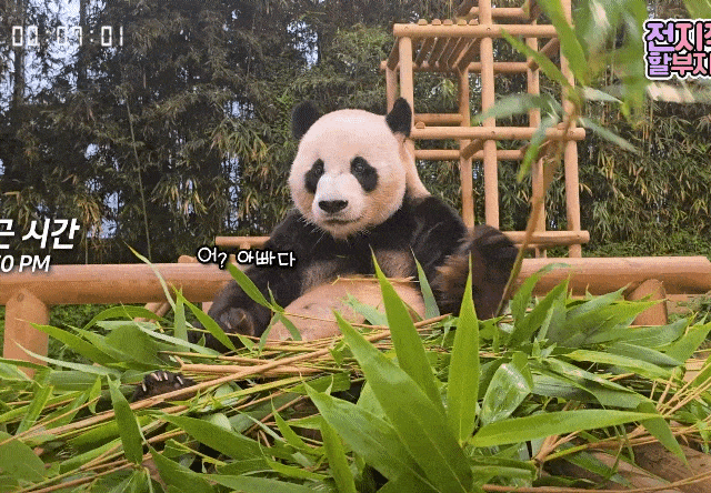 PHketo.gif