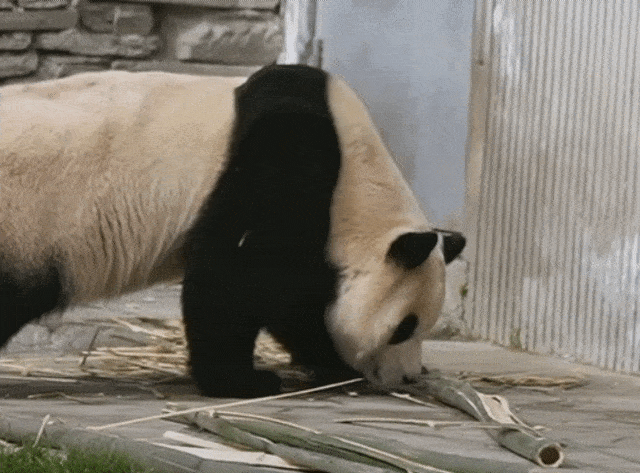 PIfbHs.gif