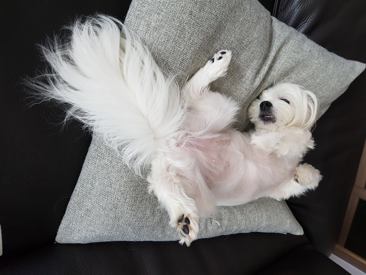 PLyMAO