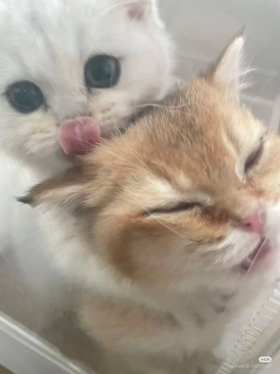 POfSAX