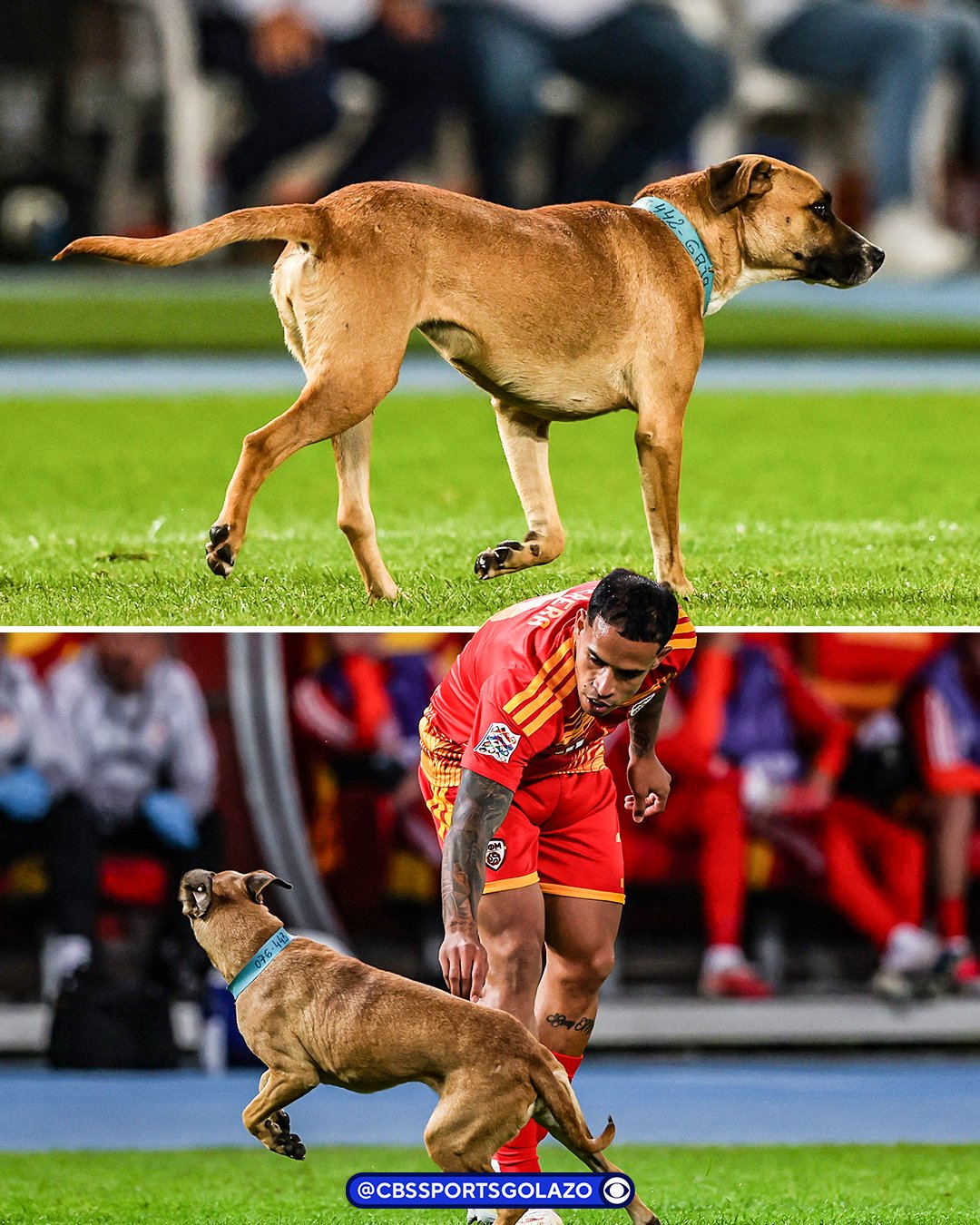 PUGaMs