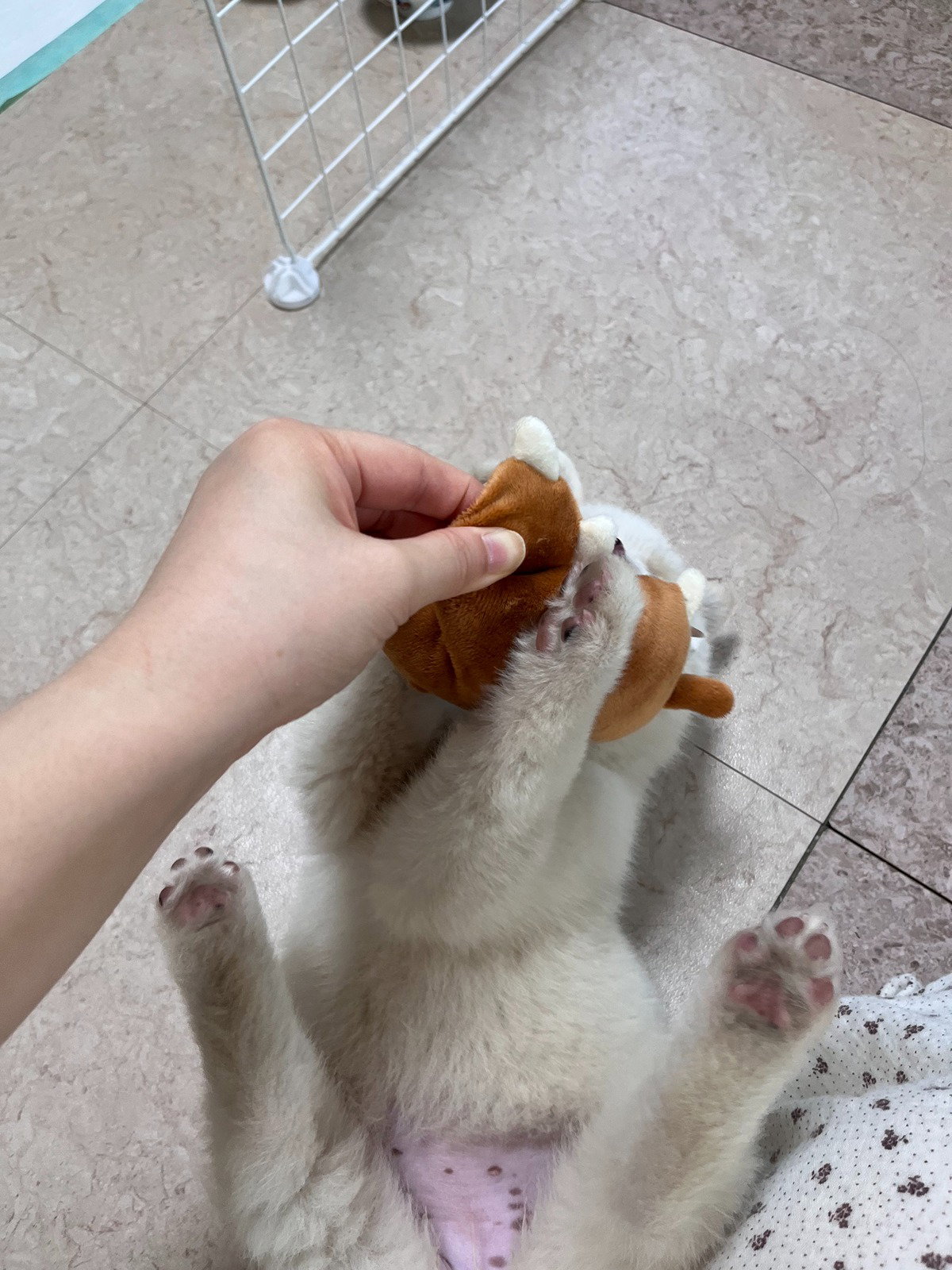 PYLjth