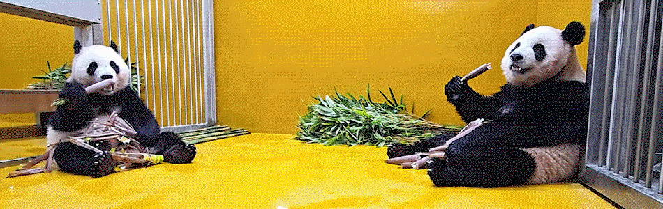PYlrDq.gif