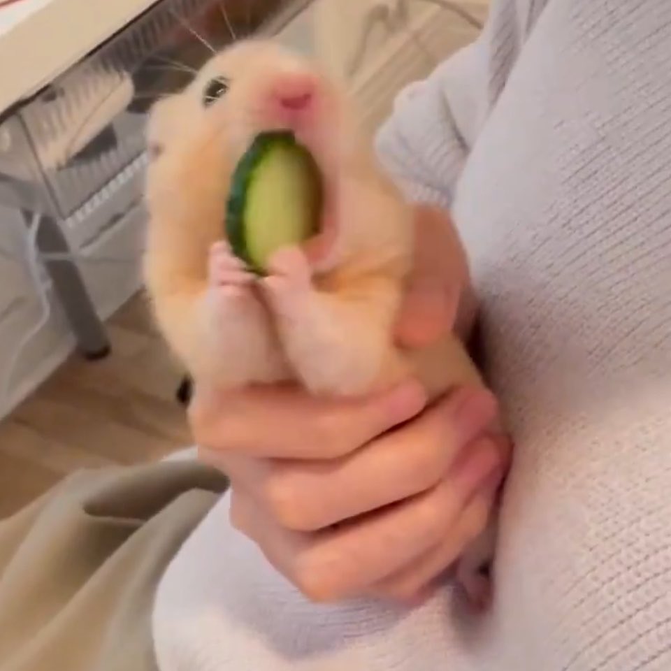 PZEfPv